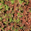 Sedum album coral carpet -  - GDC00116